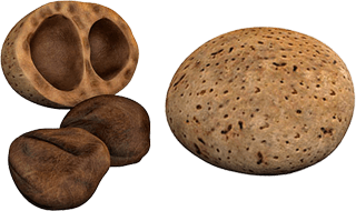 Kolhydrater i nötter